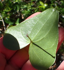 Dioscorea mundii