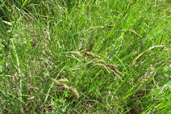 Carex hartmanii