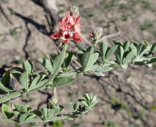 Image of Indigofera porrecta by (c) Nicola van Berkel, some rights reserved (CC BY-SA)