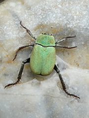Hoplia argentea