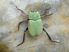 Hoplia argentea