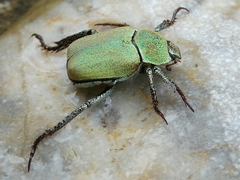 Hoplia argentea