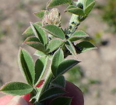 Indigofera porrecta
