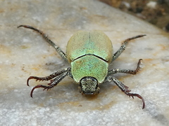 Hoplia argentea