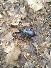 Carabus catenulatus