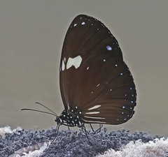 Euploea radamanthus
