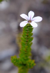 Adenandra obtusata