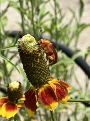 Nemognatha piazata