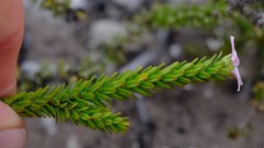 Adenandra obtusata