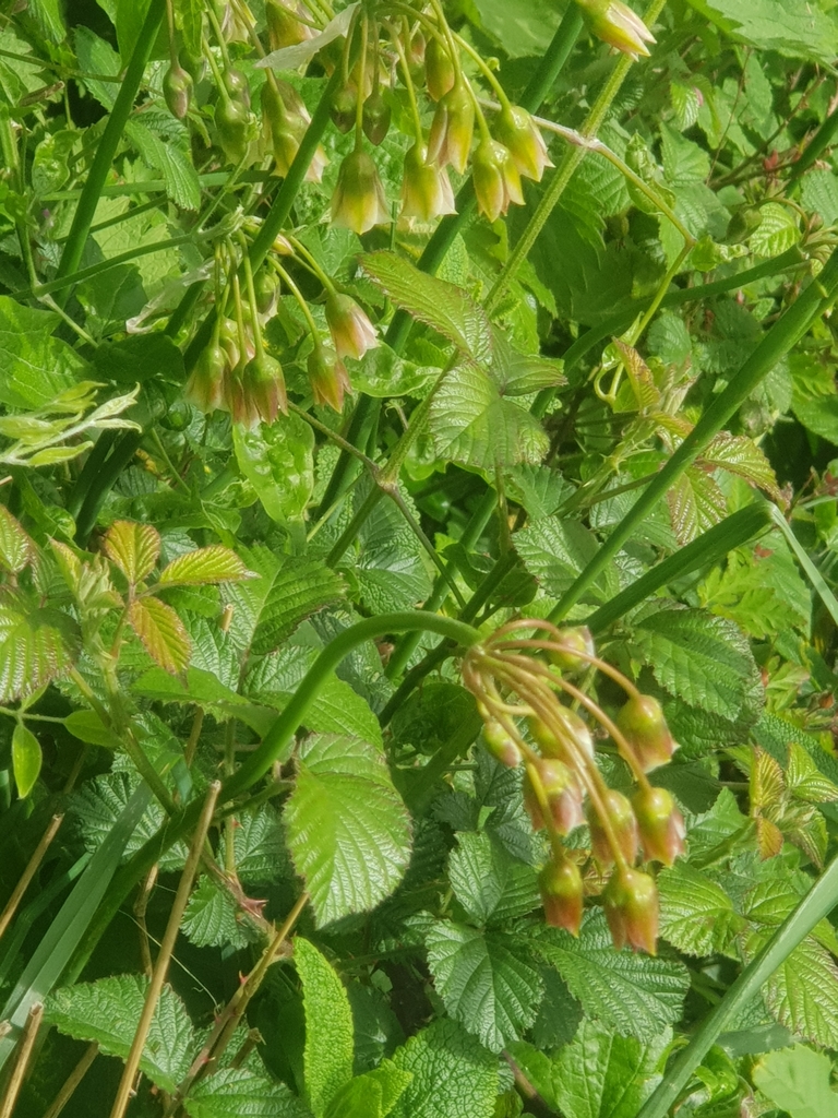 Allium siculum, Bristol BS8 4DU, UK