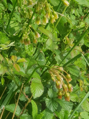 Allium siculum