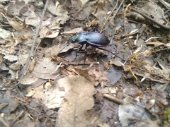 Carabus catenulatus