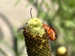 Nemognatha piazata