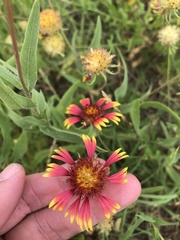 Gaillardia pulchella