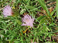 Jurinea humilis