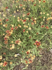 Gaillardia pulchella