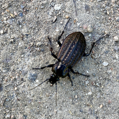Carabus clatratus