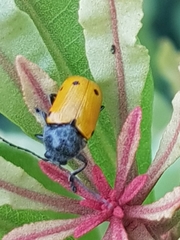 Cryptocephalus tristigma