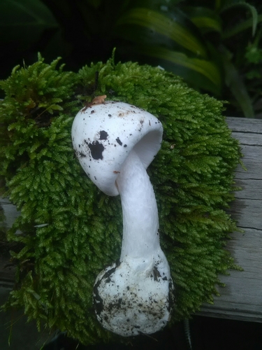 European Destroying Angel