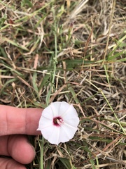Convolvulus equitans
