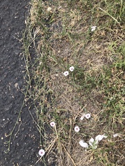 Convolvulus equitans