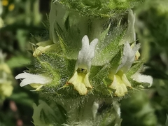 Sideritis endressii