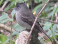 Contopus cinereus