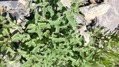 Nepeta nepetella