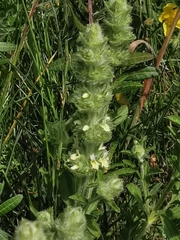 Sideritis endressii