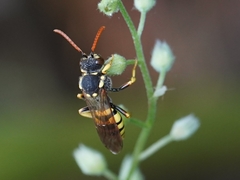 Nomada succincta