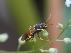 Nomada succincta