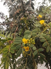 Senna candolleana