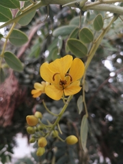 Senna candolleana