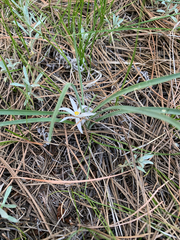 Leucocrinum montanum