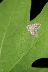 Meganola strigula