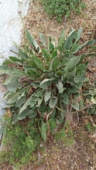 Asteraceae