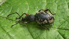 Otiorhynchus lepidopterus
