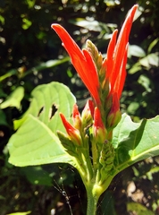 Aphelandra longiflora