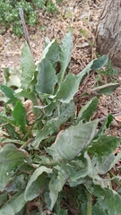 Asteraceae