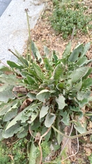 Asteraceae