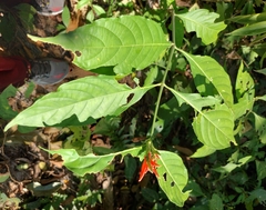 Aphelandra longiflora