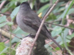 Contopus cinereus