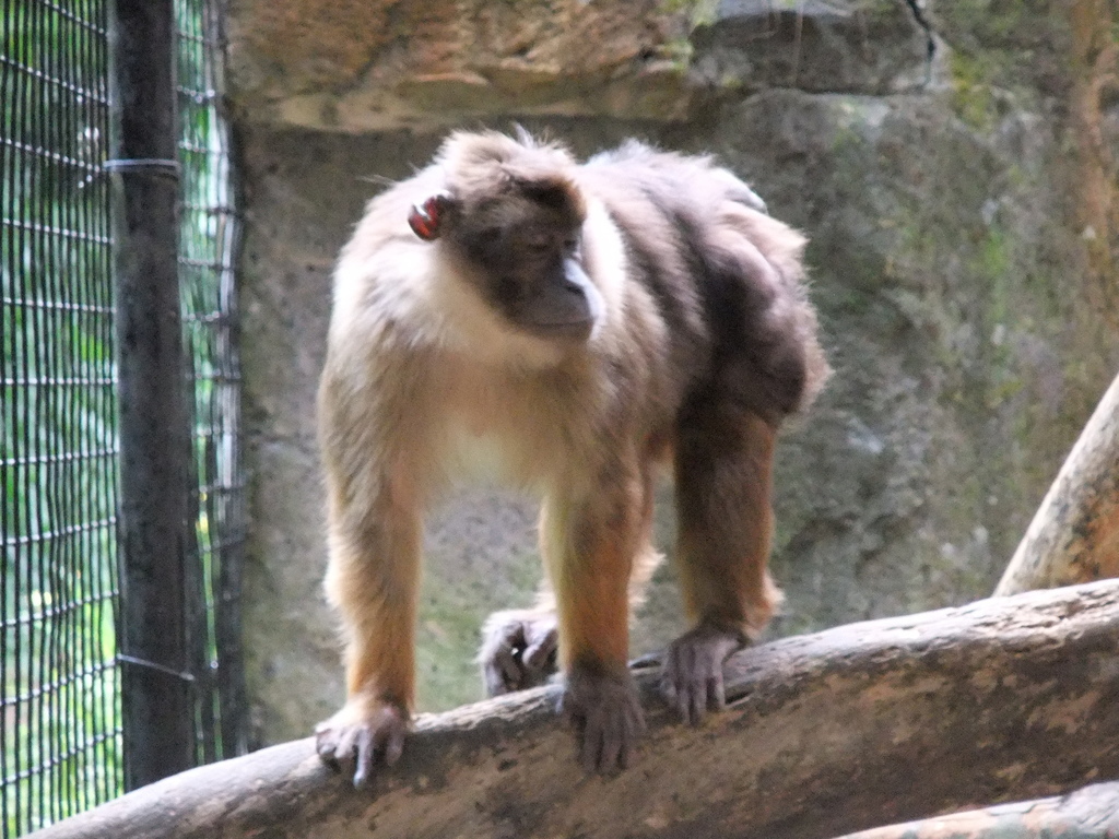 Pagai Island Macaque