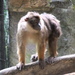 Pagai Island Macaque - Photo (c) Sakurai Midori, some rights reserved (CC BY)