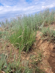 Artemisia pauciflora