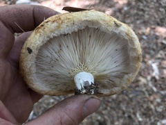 Lactarius zonarius