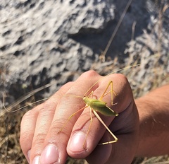 Acrometopa macropoda