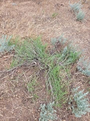 Anabasis aphylla