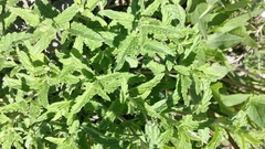 Nepeta nepetella
