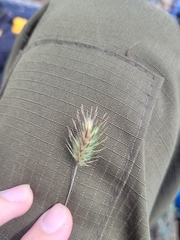 Eremopyrum orientale